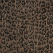 Pinched Leopard