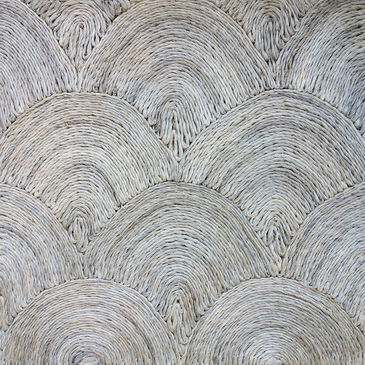 Scallop