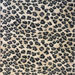 Kenya Leopard