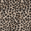 Kenya Leopard